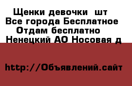 Щенки девочки 4шт - Все города Бесплатное » Отдам бесплатно   . Ненецкий АО,Носовая д.